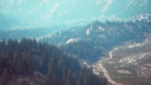 Bird's Eye View of Road Running Through Beautiful Green Pine Woods