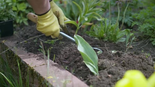 Close Up Gardener Removes Weeds From Garden with Rake, Loosens Bed of Seedlings