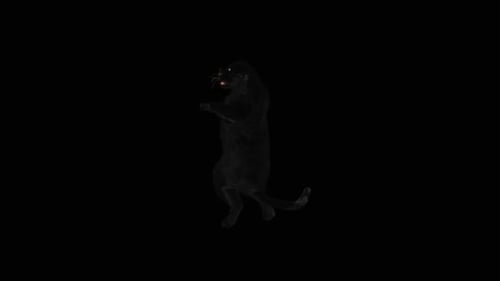 Animated 3D Black Panther Roaring on Hind Legs