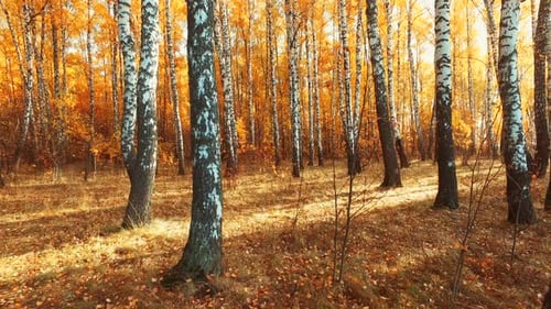 Falling Leaves From a Birch Tree in the Autumn Forest