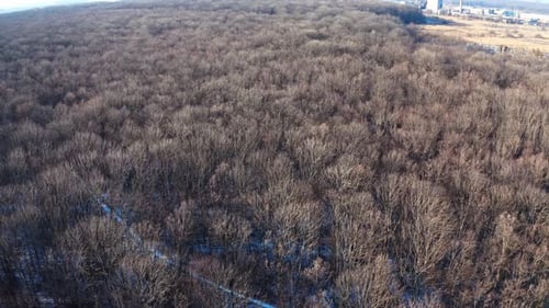 Drohnenblick auf gefrorenen Wald im Winter. Luftaufnahme des schneebedeckten Waldes während der Wintersaison