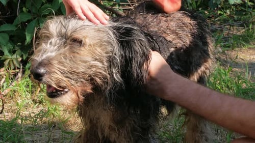 Dog is Groomed Outdoors by People