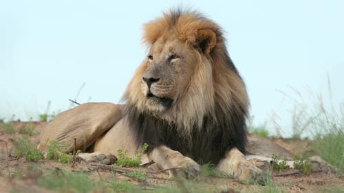 Großer männlicher afrikanischer Löwe - Kalahari-Wüste
