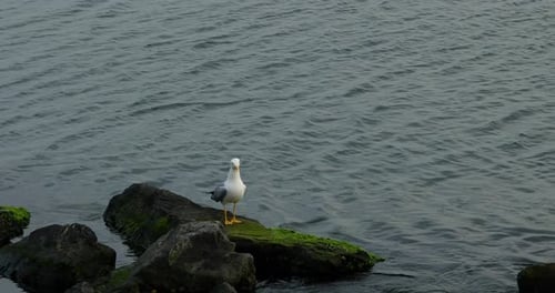 Seagull