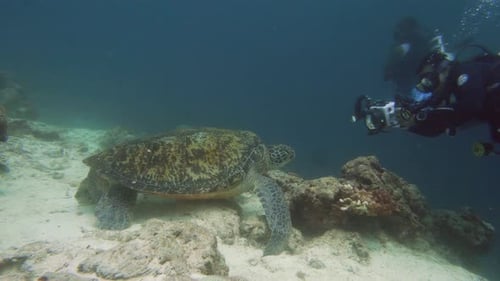 Green Sea Turtle Under Water in Philippines