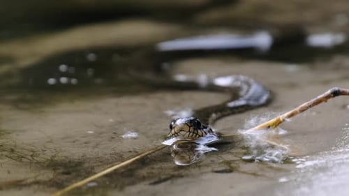 Portrait of Snake in the River Closeup