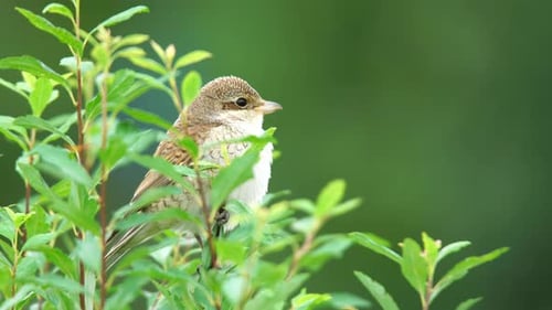 Small Bird Perched on Green Branch in Nature