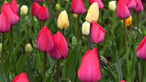 Tulips in spring rainy day