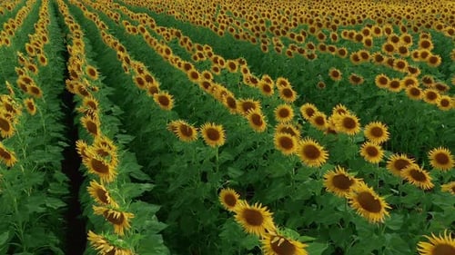 Aerial View of Sunflowers Field. Flight Over the Sunflower Field, Flowering Sunflower.