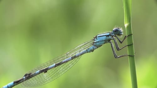 Demoiselle bleue commune sur un brin d'herbe