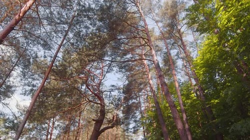 The Tops of Pine Trees in the Forest Through the Branches of Which you Can See the Blue Sky