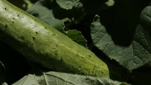 Cucurbitaceae fruit on vines slow pan 4K 2160p 30fps UltraHD footage - Green organic cucumber 3840X2