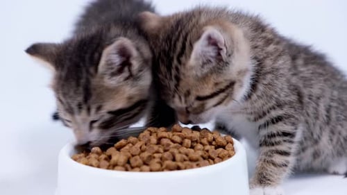 Close Up Two Striped Kittens Eating Fresh Dry Cat Food for Small Kittens