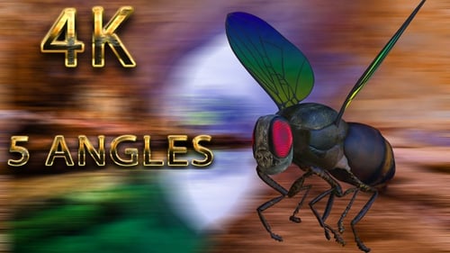 Realistic 3D Fly Flying and Rotating Animation