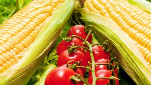 Closeup Dolly Footage of Fresh Cherry Tomato Branch and Corn Ears Covered with Water Drops Lying on