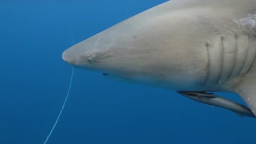 lemon shark close to camera slowmo