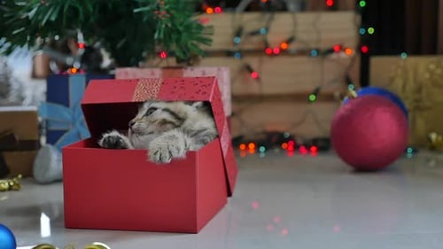 Adorable Tabby Kitten in Red Christmas Gift Box
