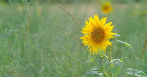 Sunflower Field in a Beautiful Evening Sunset
