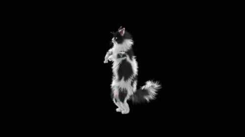 Katze tanzt HD