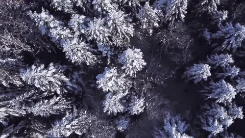 Winter Coniferous Forest . View From Above . Aerial View