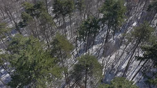 Long tree shadows on snowed ground 4K drone footage