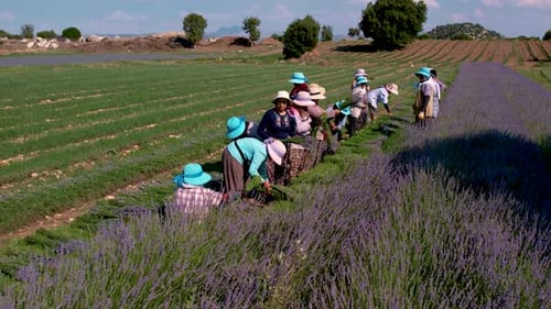 Landwirte ernten Lavendel