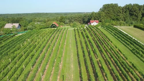 Antenne über symmetrischem Weingarten, Reihen von Reben in der malerischen Landschaft des Weinbergs.