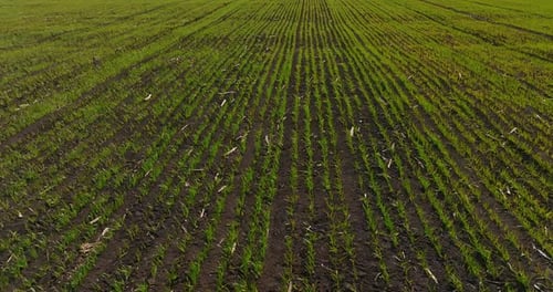 Weizen oder Roggen wächst in Ackerland Panoramablick auf kleine Pflanzen auf Feldprores
