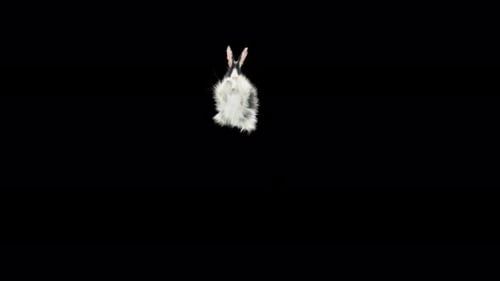 58 Rabbit Swing To Land 4K