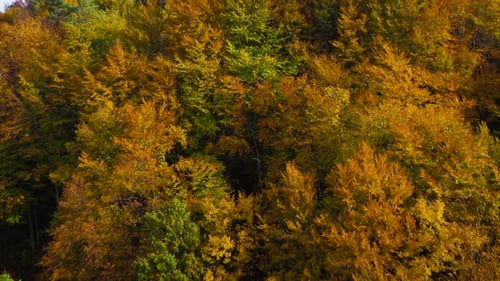 View From the Height on a Bright Yellow Autumn Forest