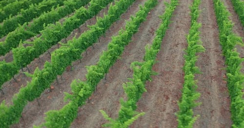 Italian Countryside Beautiful Farms and Vineyards Beautiful Aerial View