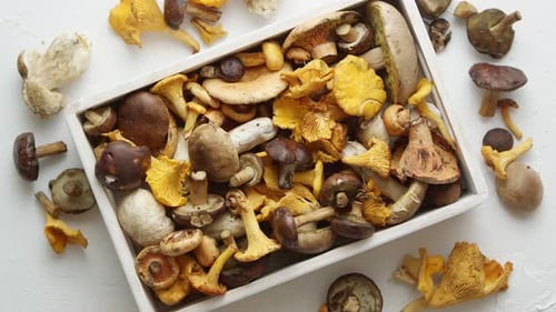 Variety of Fresh and Raw Forest Mushrooms Packed in Wooden Box. Top View