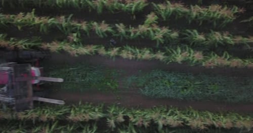 Aerial view of corn rows revealing a tractor pulling a wagon with corn as men put more corn onto wag