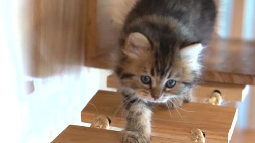 Linda persa brincando na Cat Tower