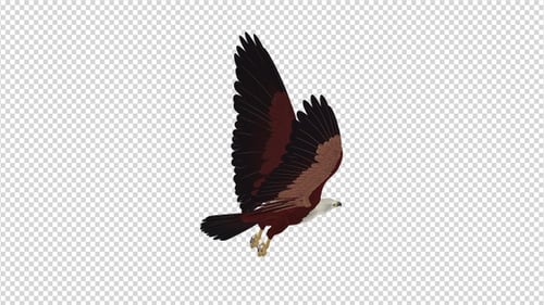Brahminy Kite - Boucle volante 4K - Vue en angle arrière