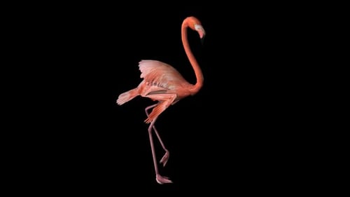 Flamingo-Spaziergang
