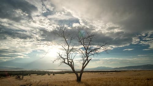 Time lapse of single tree against the sky as the sun fades behind clouds