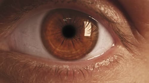Human Brown Eye Extrime Close Up