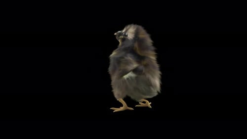 Animated Chick Walking on Transparent Background