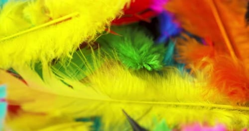 Rotating pile of multicolored feathers.