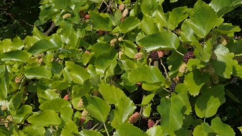 Un montón de moras en el árbol de la planta de Morus nigra, Vídeo 4K