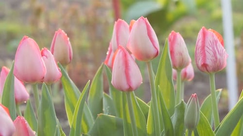 Beautiful Spring Flowers