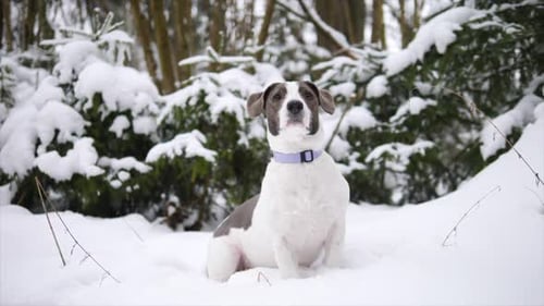 Dog In Winter Forest With Snow Walking Outdoors On Nature