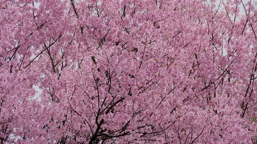 Blooming Pink Blossoms on Tree Branches