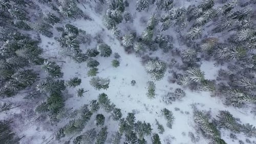 Rise Over the Winter Snow-covered Forest. Winter Forest As Background