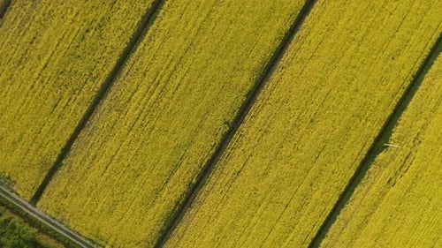 Drone view of rapeseed fields