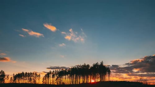Sunset In Pine Forest