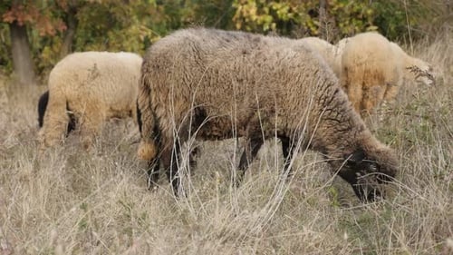 Flock of domesticated mammal Ovis aries in the field 4K 2160p 30fps UltraHD footage - Feeding and wa