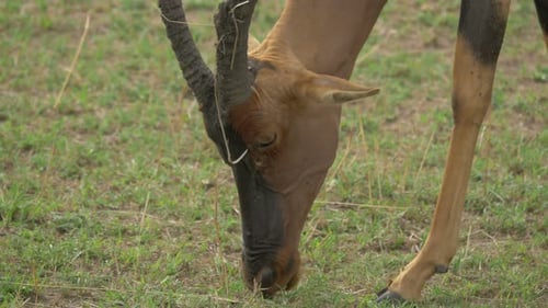Close up view of a Topi antelope grazing