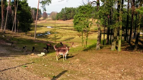 Herd of deers in the spring forest